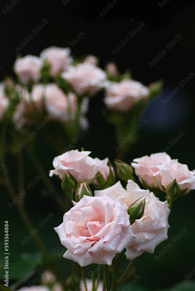 pink roses in a garden pink roses in a garden