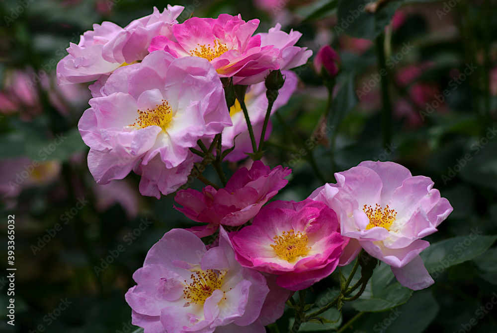 pink and white roses pink and white roses
