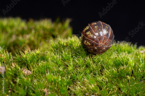 Roly Poly on moss all rolled up