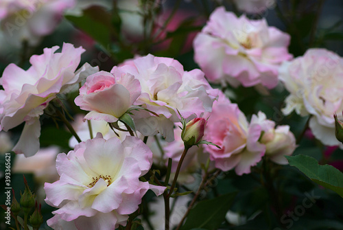 pink and white flowers rose