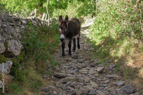Sur le chemin de Compostelle, la traversée du parc régional naturel de l'Aubrac.