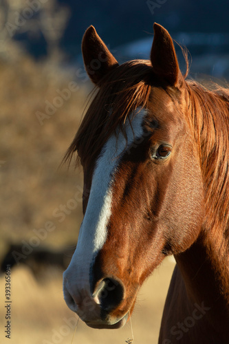 Portrait of a horse with blur dark background. © Alexlekky