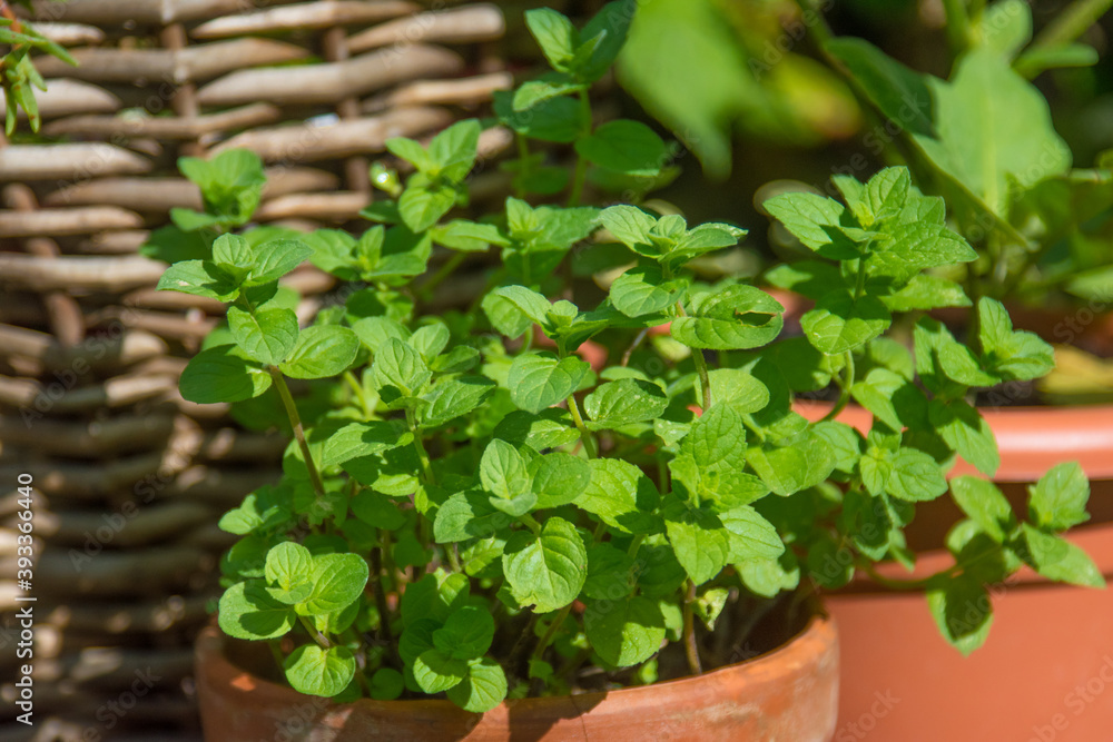 A BUNDLE OF SMALL GREEN MINT LEAVES IN A CLAY POT