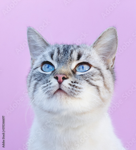 The white cat with blue eyes