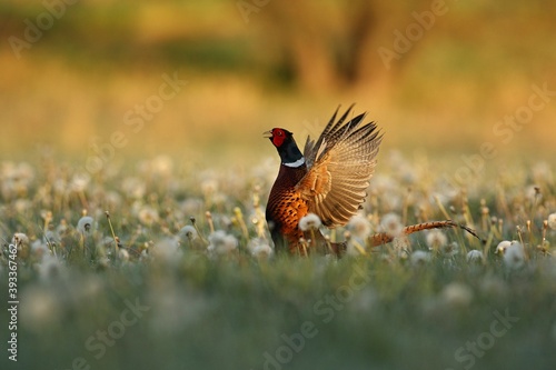 Obraz na plátně Wild pheasant male in the nature habitat