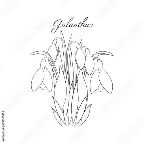 The snowdrops Galanthus black and white illustration. Spring flowers bouquet outline.