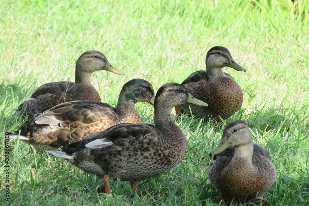 Young ducks together in the summer sunshine Young ducks together in the summer sunshine