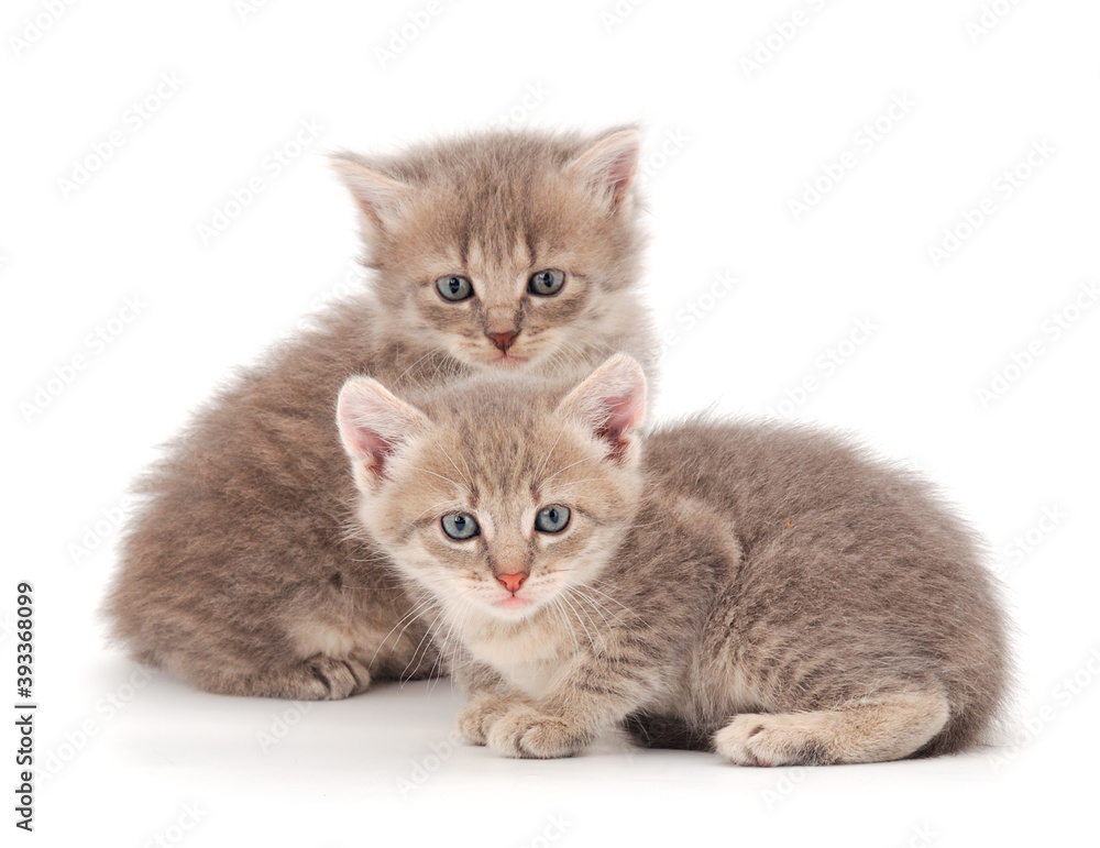 Two small kittens isolated.
