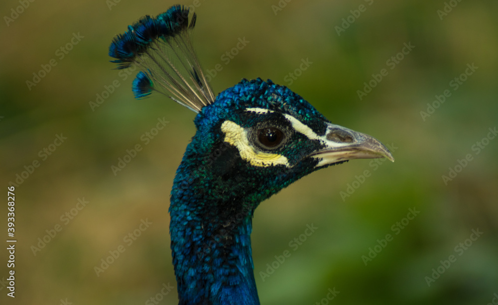 Pavo real con colores brillantes Pavo real con colores brillantes