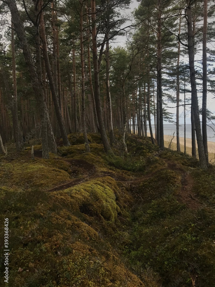 Fototapeta premium forest in autumn