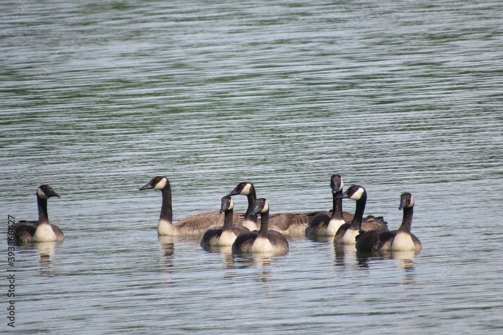 Fototapeta premium a gaggle of geese swimming in the lake