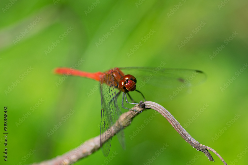 Devil's darning needle Dragonfly resting on the branch Devil's darning needle Dragonfly resting on the branch