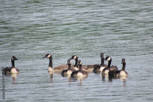 Valokuva a gaggle of geese swimming in the lake