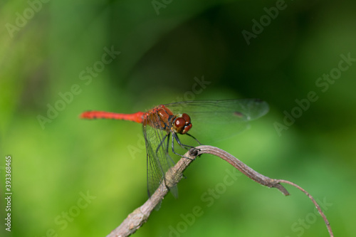 Devil's darning needle Dragonfly resting on the branch © Ivana