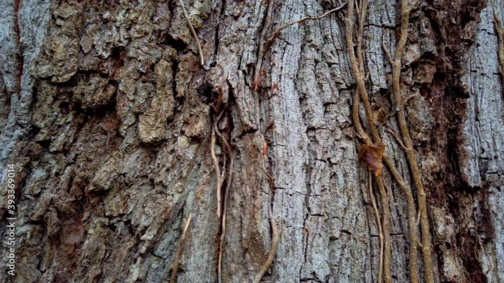 The trunk of the tree is swept away by branches of ivy. The trunk of the tree is swept away by branches of ivy.