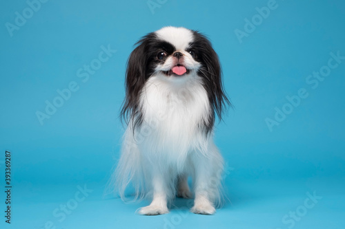 Tablou canvas One dog Japanese Chin against blue background
