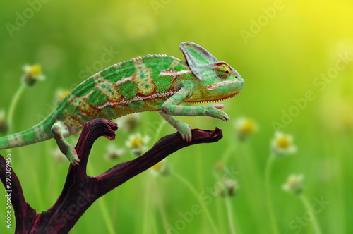 green chameleon on a branch