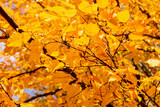 golden leaves in autumn closeup