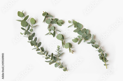 Green leaves of eucalyptus branches on a white background.