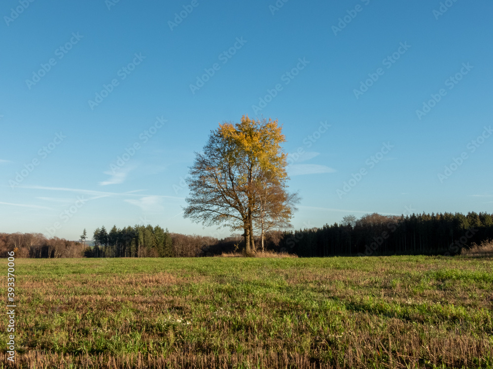 Obraz premium autumn landscape with trees and clouds