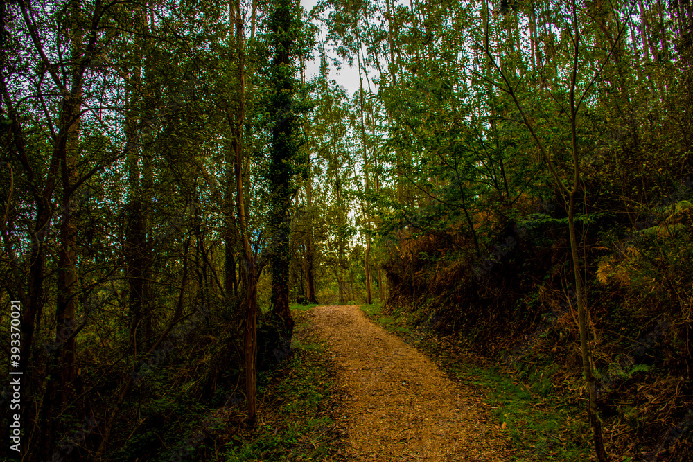 Fototapeta premium Sendero a traves de un bosque con los colores de otoño