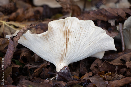 White fungus growing out of the rotting leaves of autumn