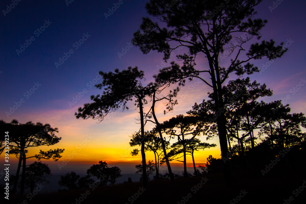 silhouette of tree at sunset