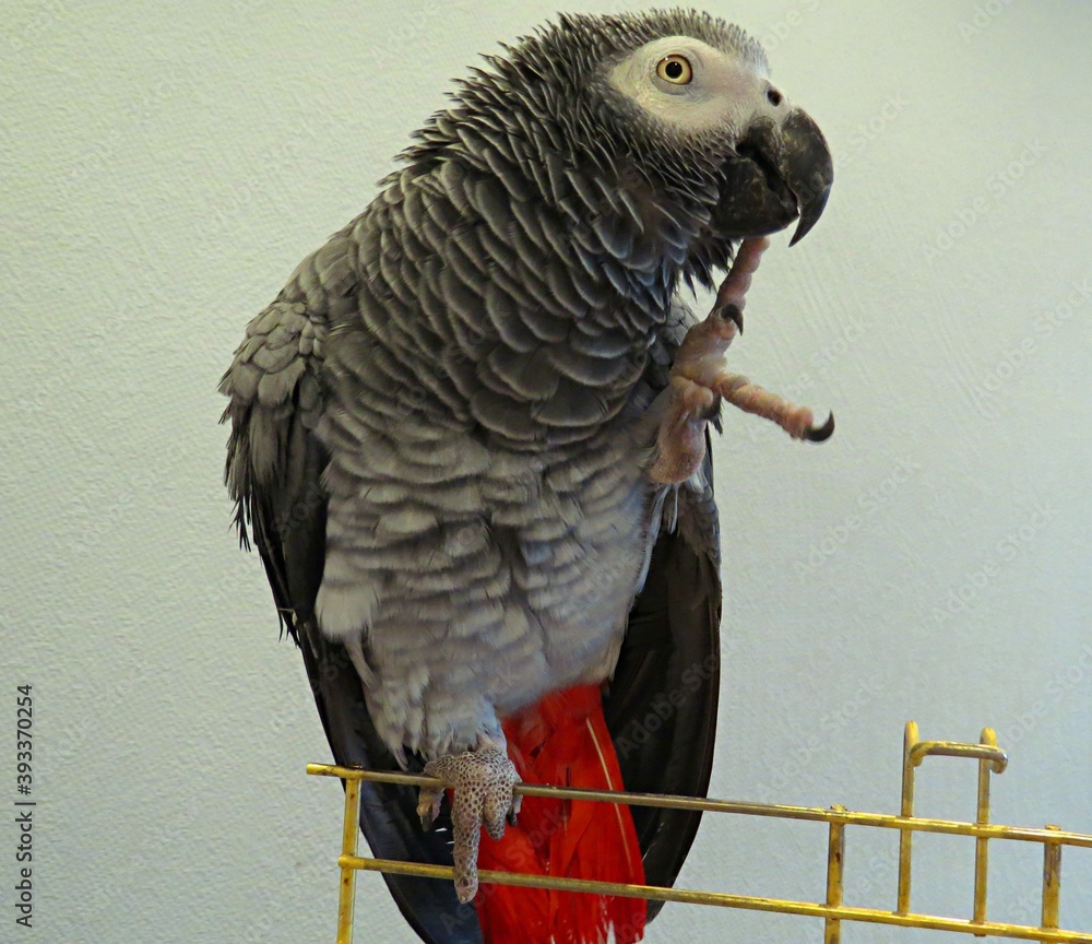 Fototapeta premium african grey parrot