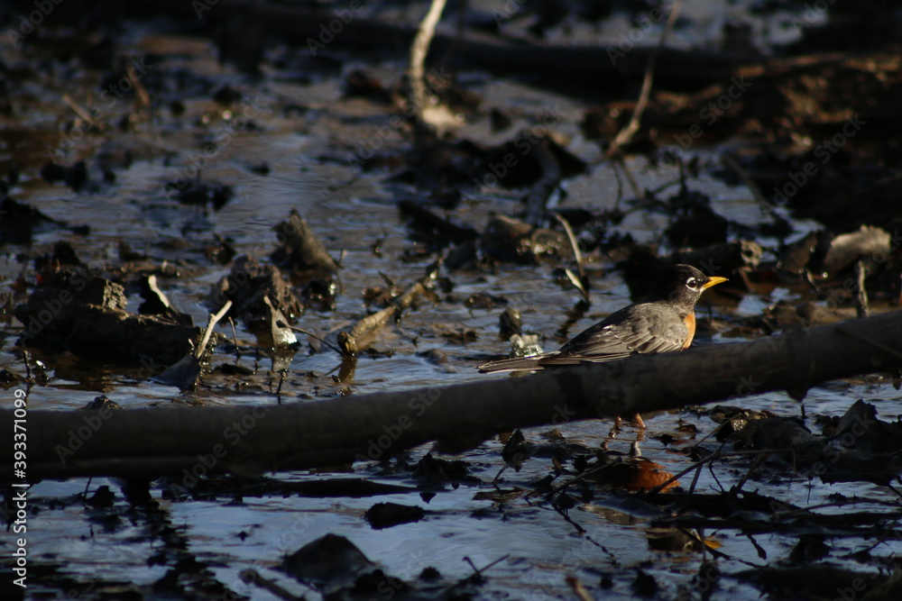 Fototapeta premium birds