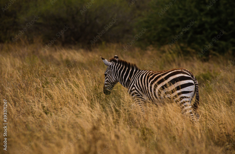 Naklejka premium Zébre de Grant, Equus burchelli grant, Parc national de Masai Mara, Kenya