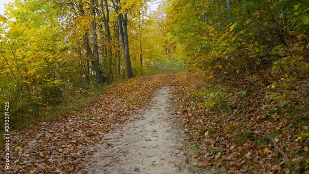 Smooth movement along a forest path in autumn. Ground is strewn with bright yellow leaves Smooth movement along a forest path in autumn. Ground is strewn with bright yellow leaves