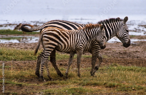 Z  bre de Grant  Equus burchelli grant  Parc national de Masai Mara  Kenya