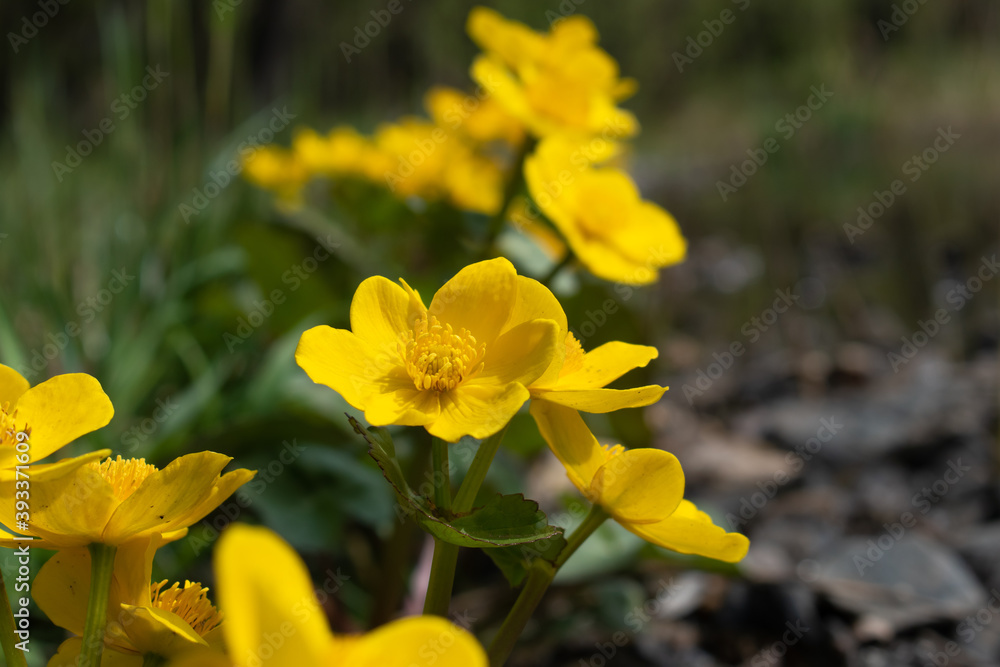 Marsh-marigold (Caltha palustris, kingcup) flowers Marsh-marigold (Caltha palustris, kingcup) flowers