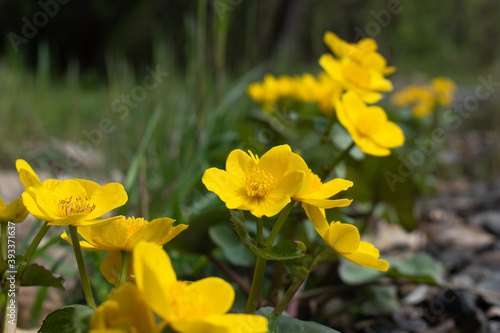 Marsh-marigold (Caltha palustris, kingcup) flowers