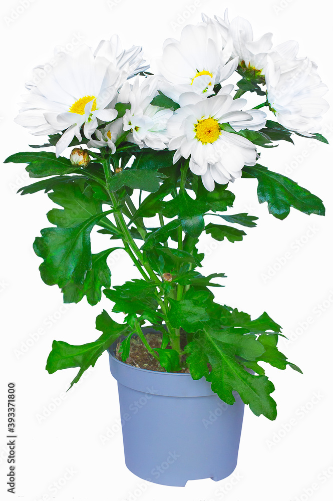 Chrysanthemum flowers in a pot on a white background. Isolate.