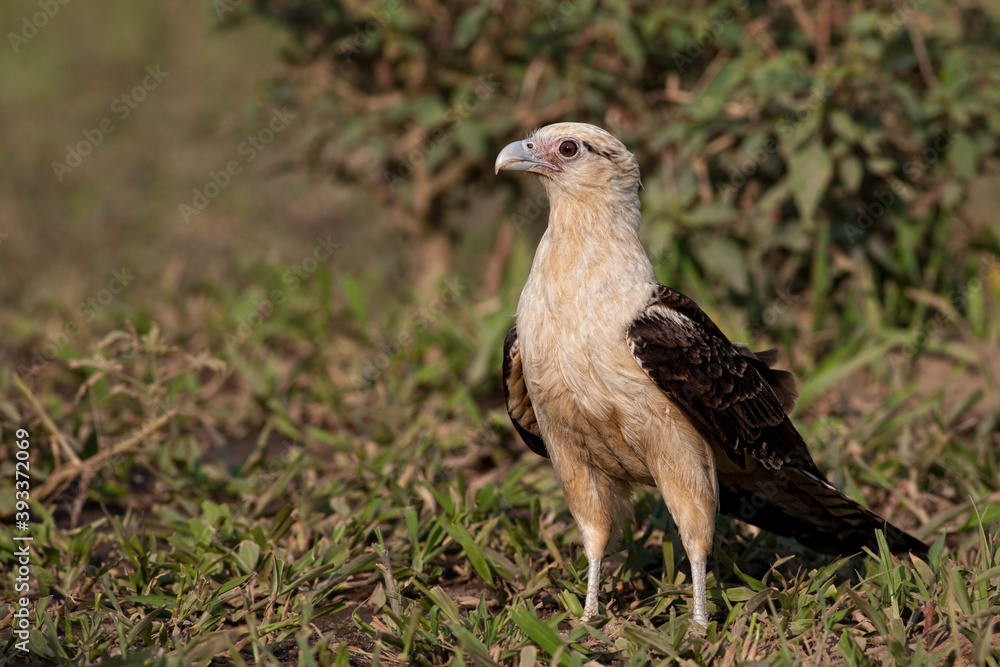 Relaxed Yellow-headed Caracara, Milvago chimachima, on the ground Relaxed Yellow-headed Caracara, Milvago chimachima, on the ground
