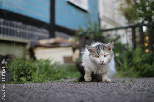 Fotografia A stray cat sits near the windows with a scratched face