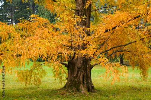 Metasequoia glyptostroboides tree, autumn and fall tree close-up in Tsinandali