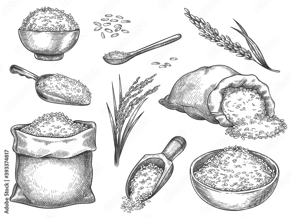 Germ Rice Brown Ricedrawing Sketch rice grains. Vintage seeds pile and farm ears. Whole basmati ...