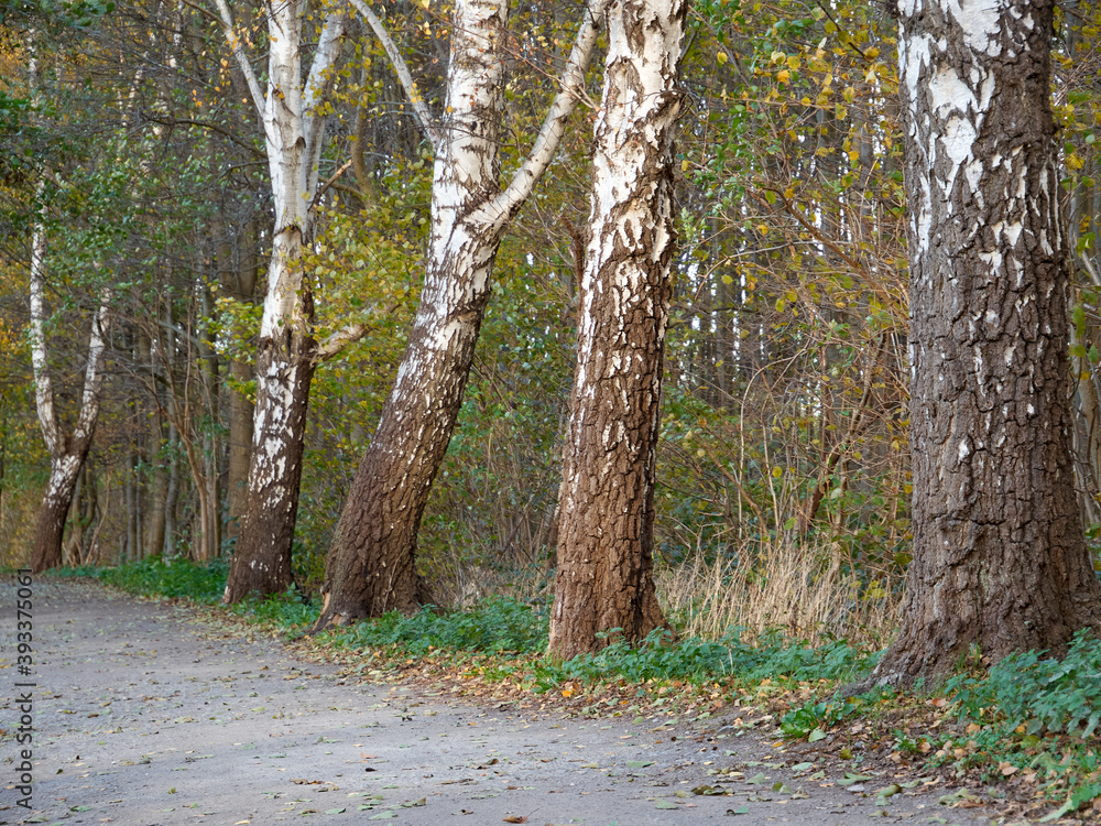 Fototapeta premium Birches growing by the forest path. View of many birches growing along the road. Black and white trees in the autumn forest. There are yellow and orange leaves on the ground