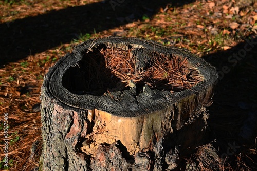 Pine Needles in the Hollow Stump