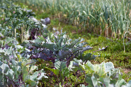 Organic Purple Kale in a Garden