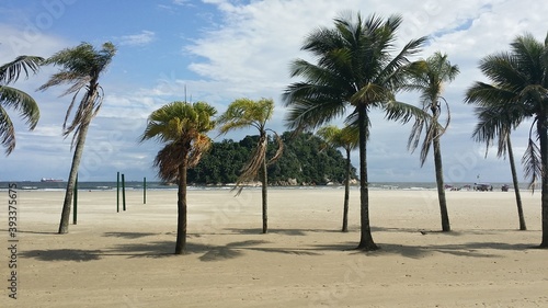 palm tree on the beach © Martn