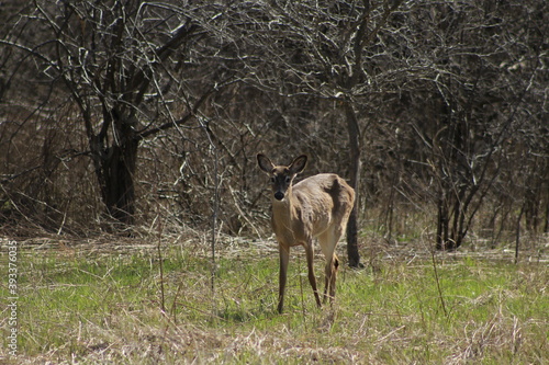 white tail deer