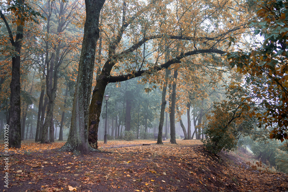Early foggy morning in the park. Gomel, Belarus.