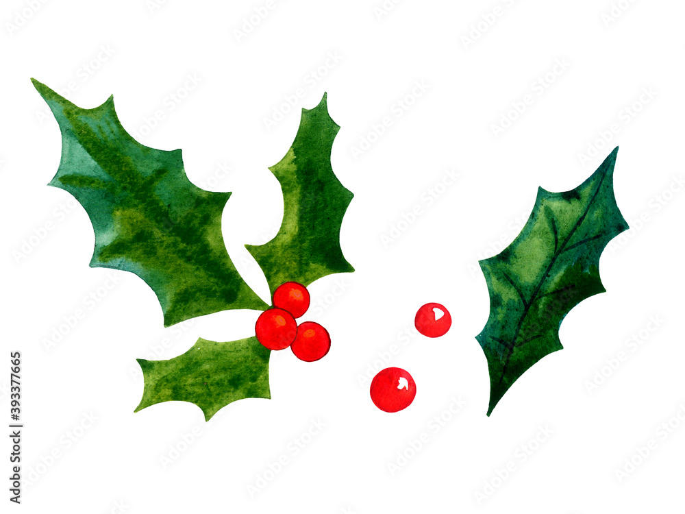 Holly leaves and berries - Christmas winter botany illustration. Isolated elements on white background. Watercolor image. Holly leaves and berries - Christmas winter botany illustration. Isolated elements on white background. Watercolor image.