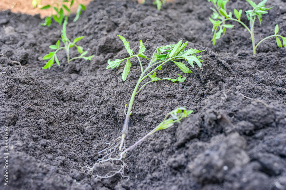 small tomato seedling in the ground small tomato seedling in the ground