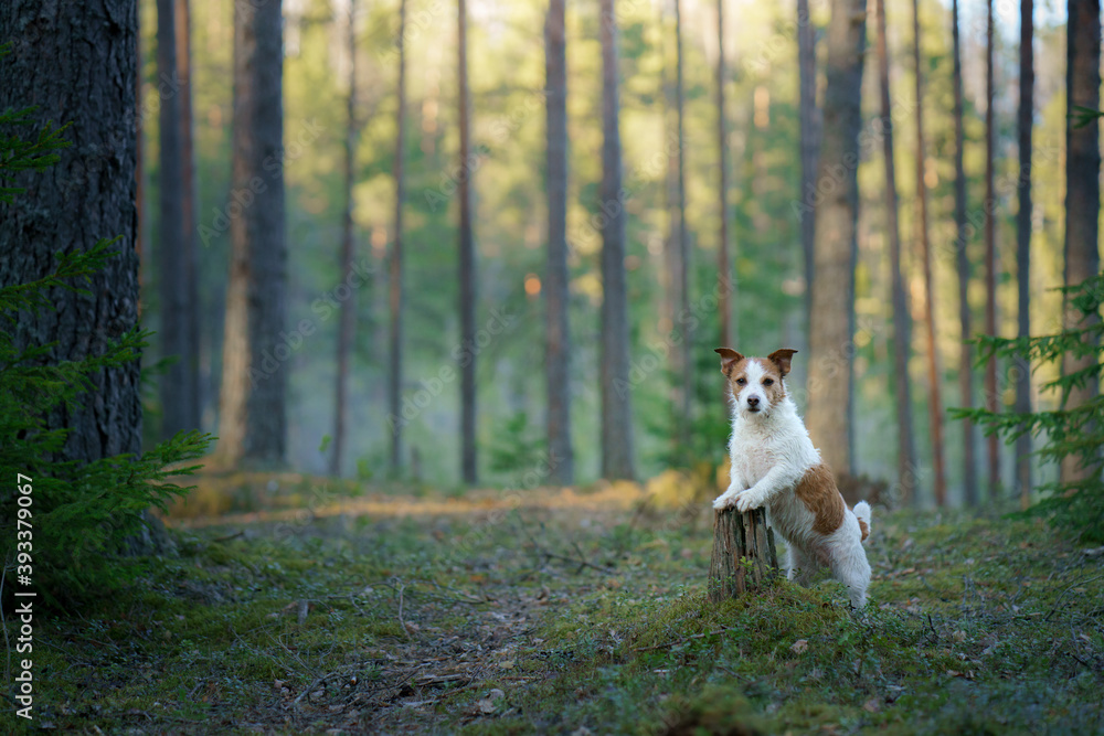 dog in the forest. Jack Russell Terrier walks on nature dog in the forest. Jack Russell Terrier walks on nature