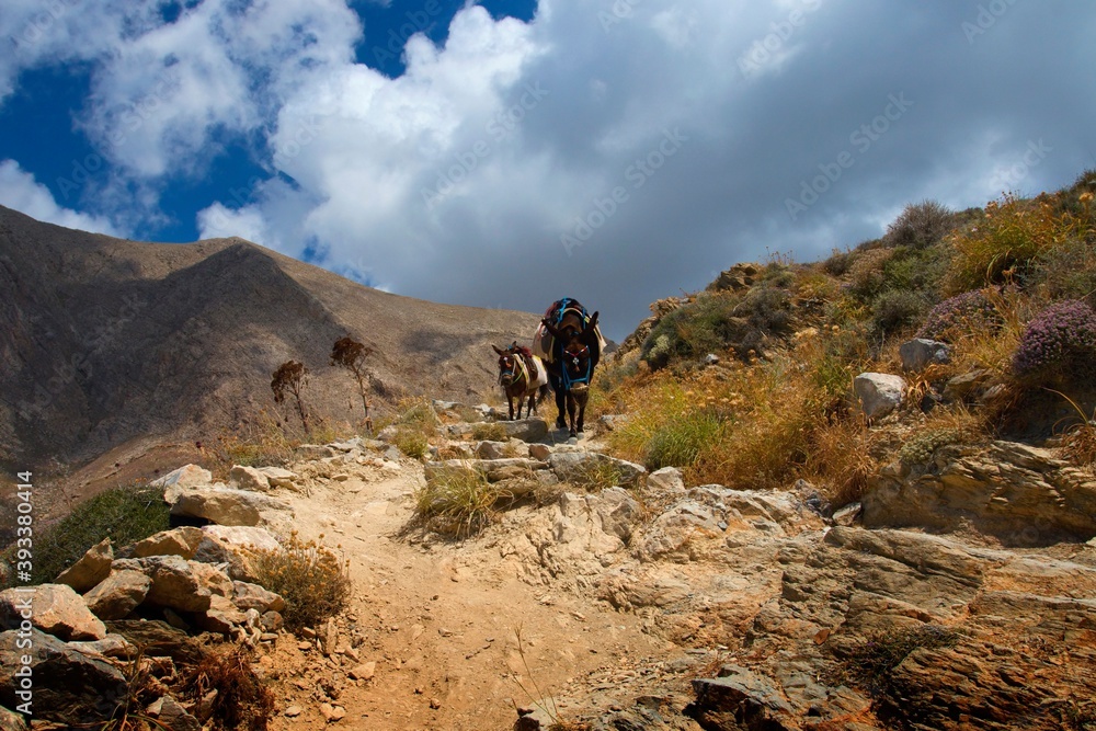 Hiking on the island of Santorini in the archipelago of the Southern Cyclades in Greece.