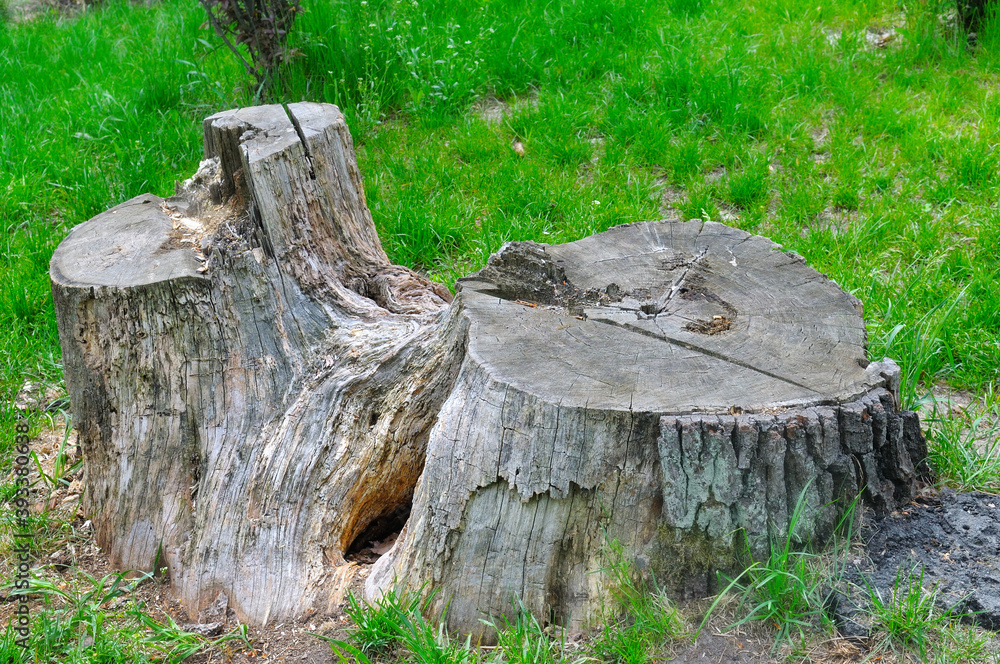 Fototapeta premium stump on green grass or graden